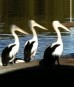 pelicans (1)